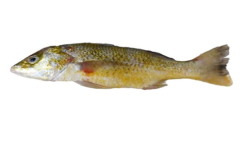 خرید ماهی سنگسر طلایی + قیمت فروش استثنایی
